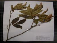 Herbarium sample